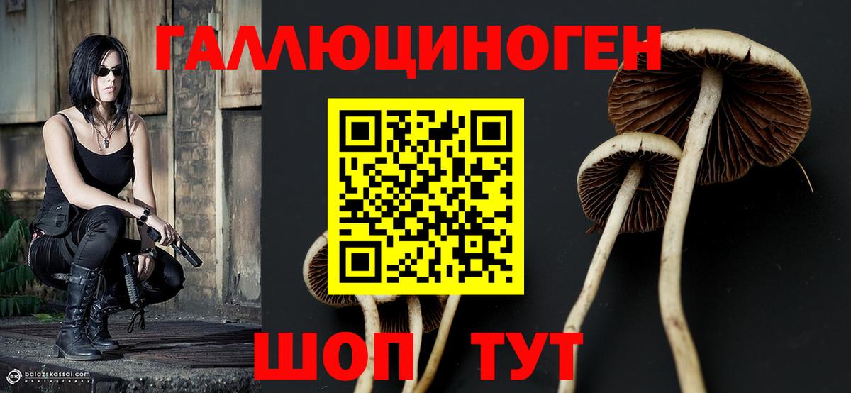 Галлюциногенные грибы Psilocybine cubensis Алексин